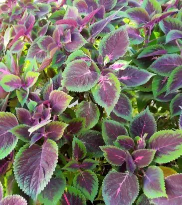Perilla Extract
