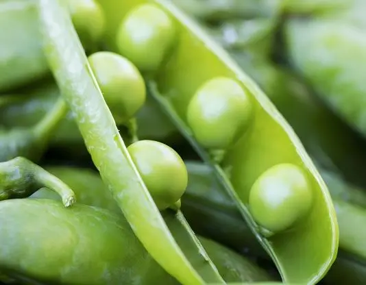 Pea Protein Pea Protein