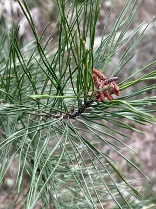 Pine Branch Pine Branch