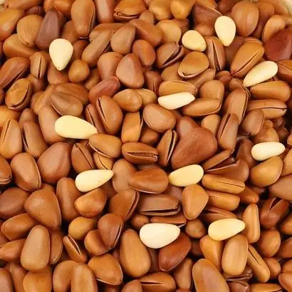 Pine Nut Pine Nut