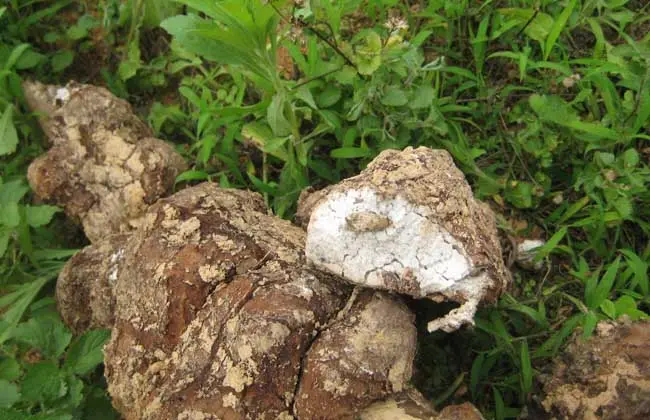 Poria Extract Poria Extract