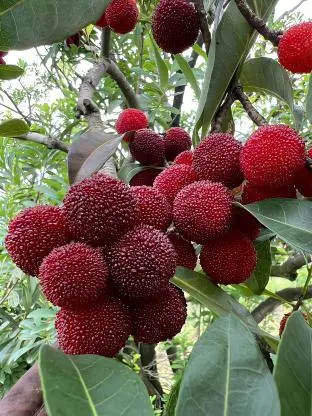 Red Bayberry