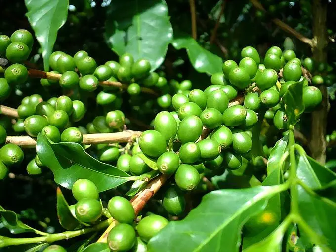 Green Coffee Green Coffee