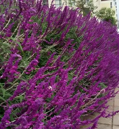 Purple Willow