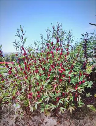 Roselle