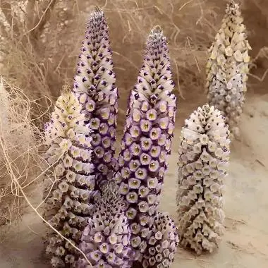 cistanche