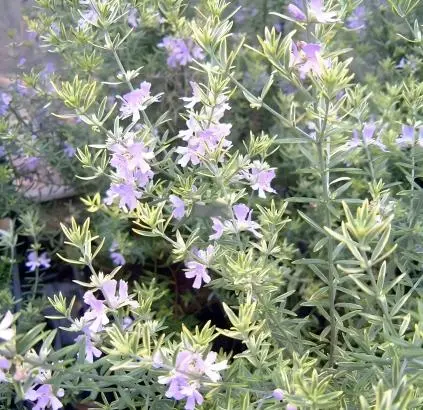 Rosemary Rosemary
