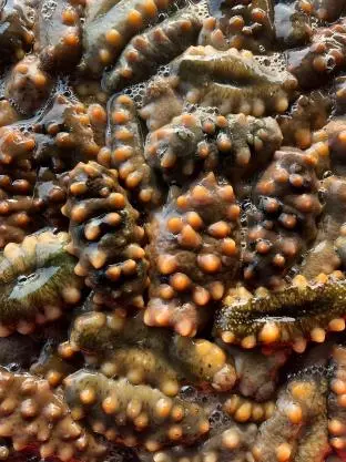 Sea Cucumber