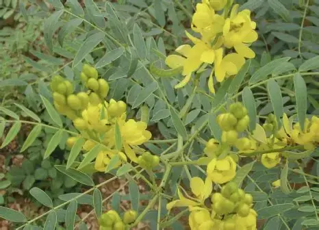 Senna Extract Powder