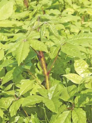 Siberian Ginseng Siberian Ginseng