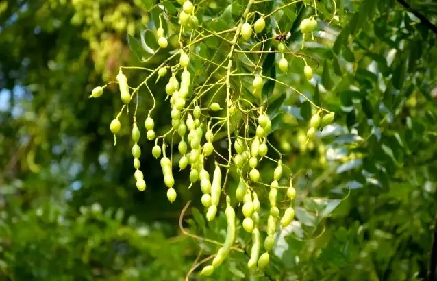 Sophora Flower Bud Extract Sophora Flower Bud Extract