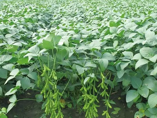 Soy Isoflavone Powder
