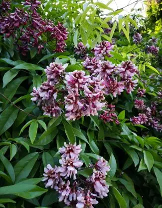 Spatholobus Extract Spatholobus Extract