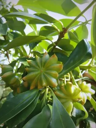 Star Anise Extract Star Anise Extract