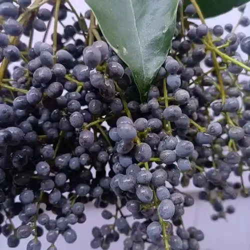 Ursolic Acid Bulk Powder
