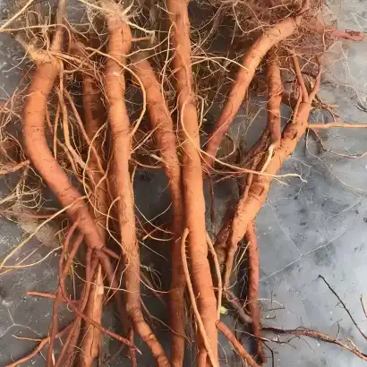 mimosa root bark