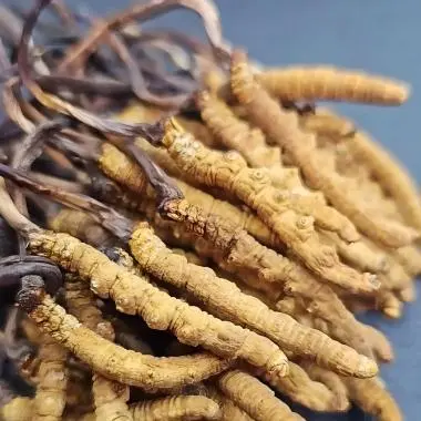 cordyceps mushroom cordyceps mushroom