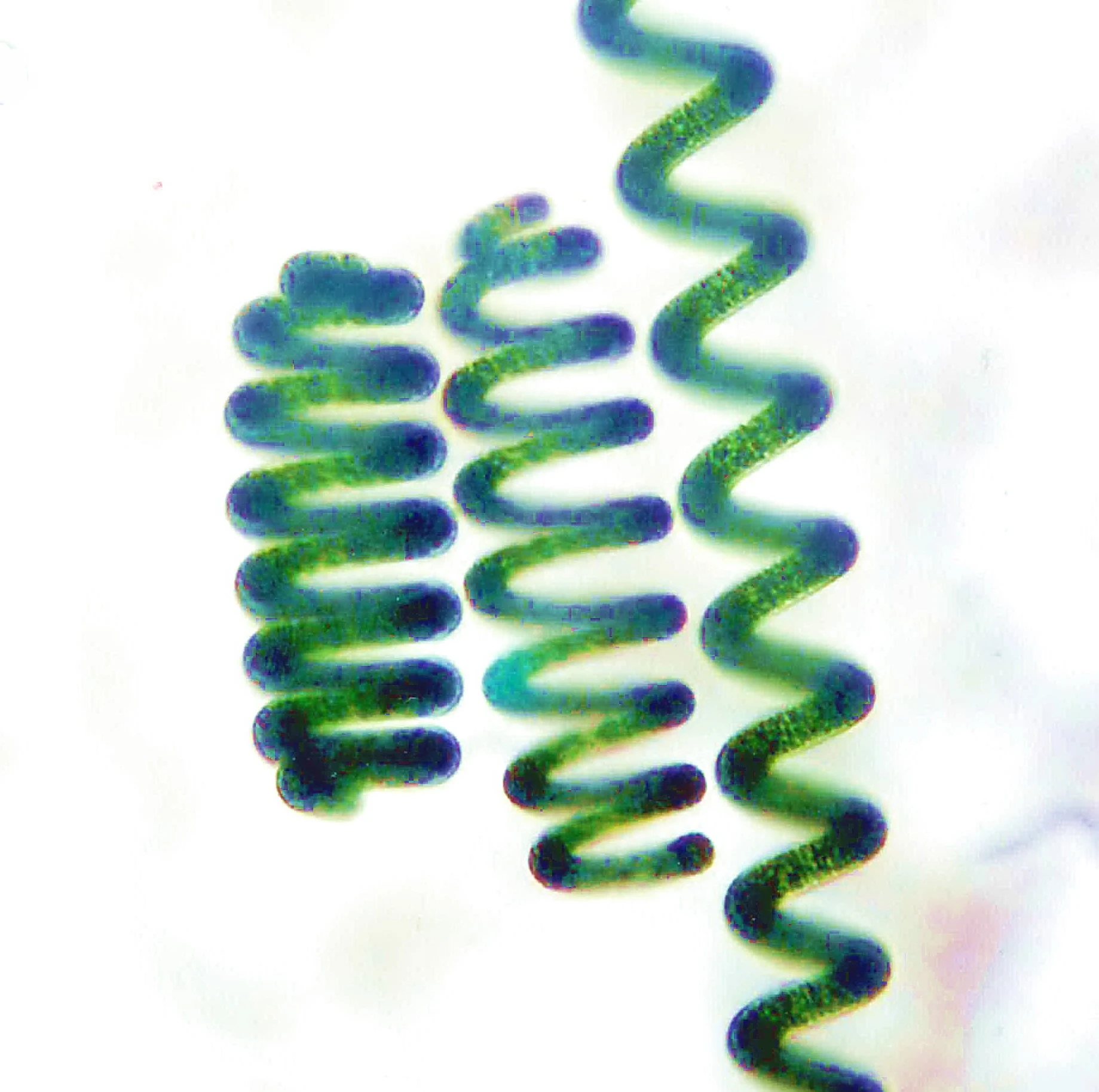 Spirulina platensis