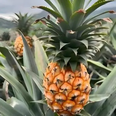 organic pineapple fruit
