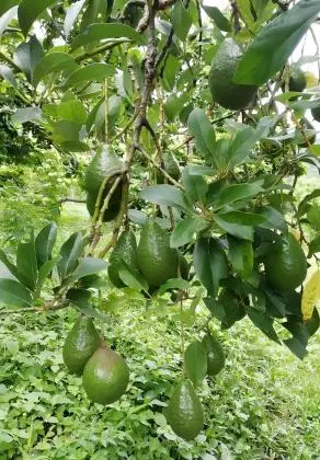 China Wholesale Customized Organic Avocado Powder Manufacturers ...
