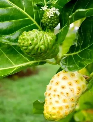 Organic Noni