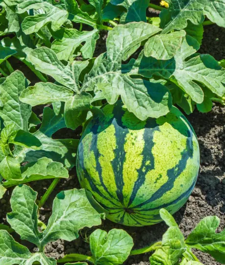 Watermelon Watermelon