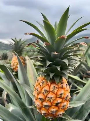 Pineapple Fruit Pineapple Fruit