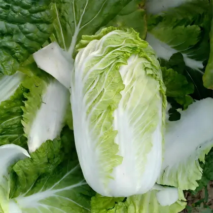 Chinese Cabbage Chinese Cabbage