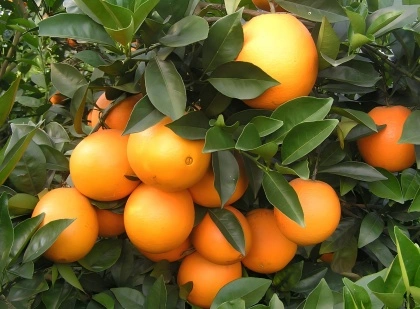 Sweet Orange Sweet Orange