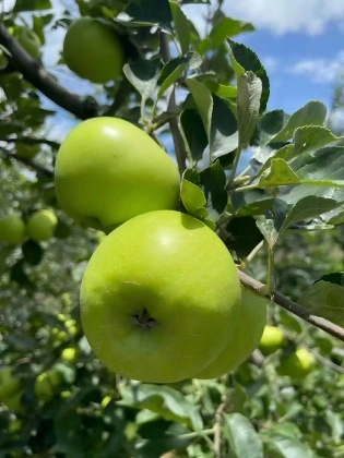 Green Apple