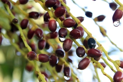 Palm Fruit
