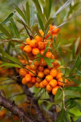 Sea Buckthorn