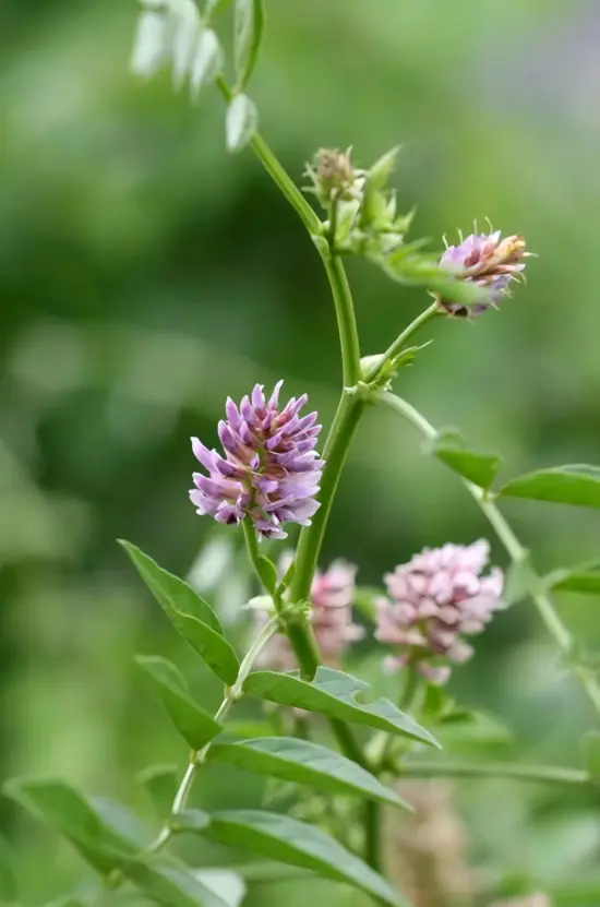 Liquorice Extract Powder