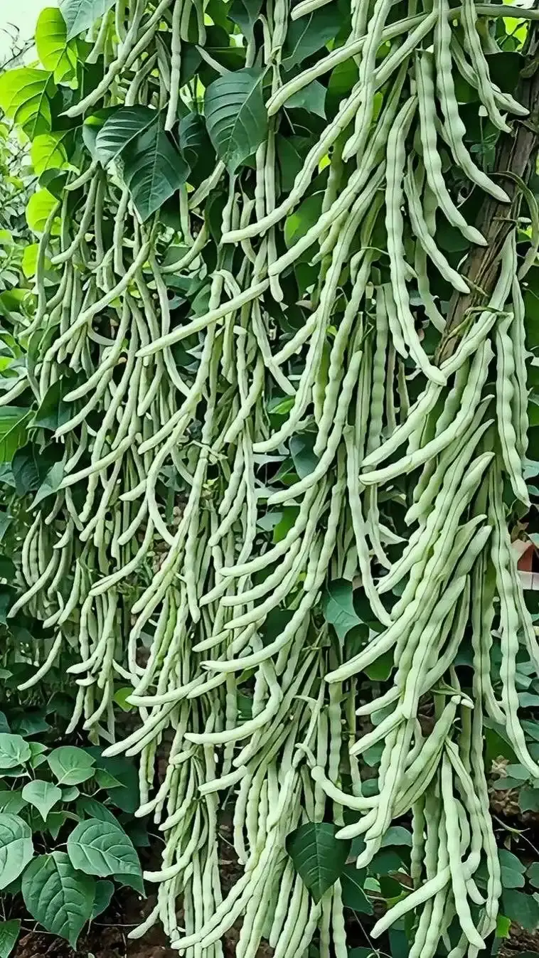 White Kidney Bean Extract Powder White Kidney Bean Extract Powder