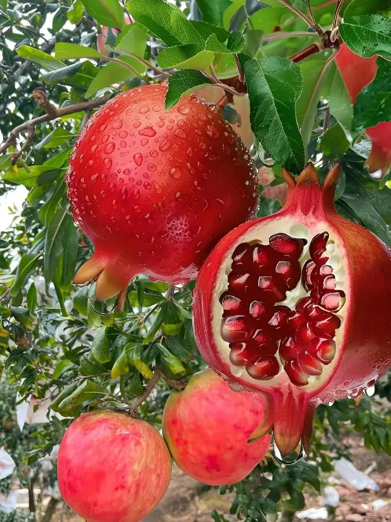 Pomegranate Seed Pomegranate Seed