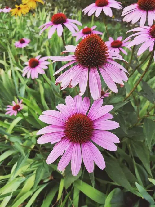 Echinacea Echinacea