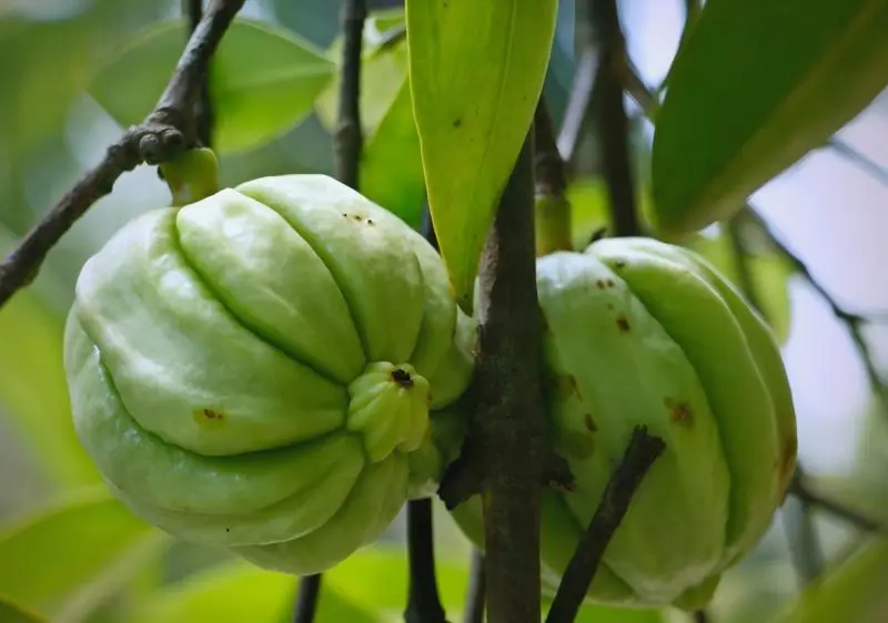 Garcinia Cambogia