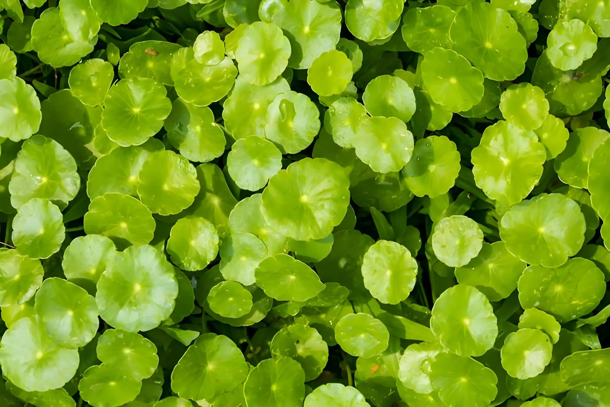 Gotu Kola Gotu Kola