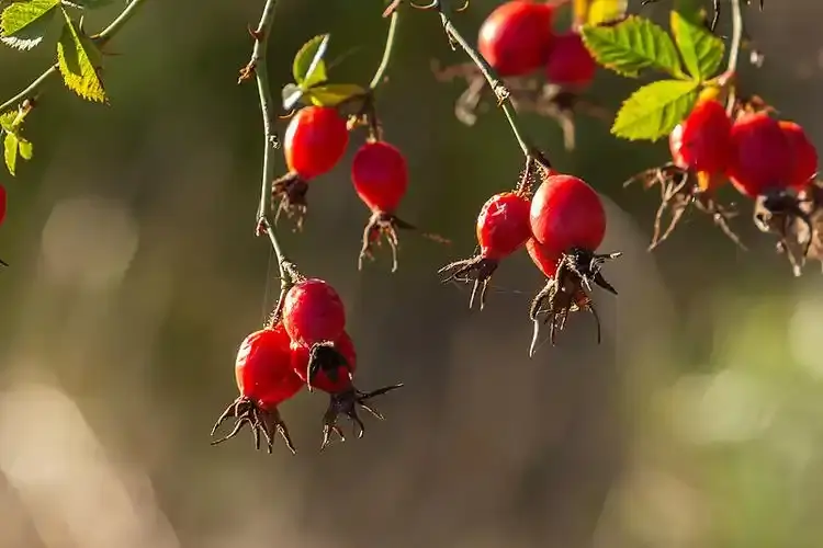 Rosehip