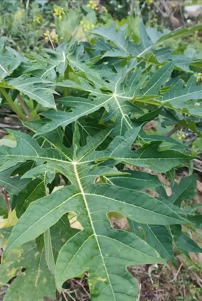 Papaya Leaf Papaya Leaf