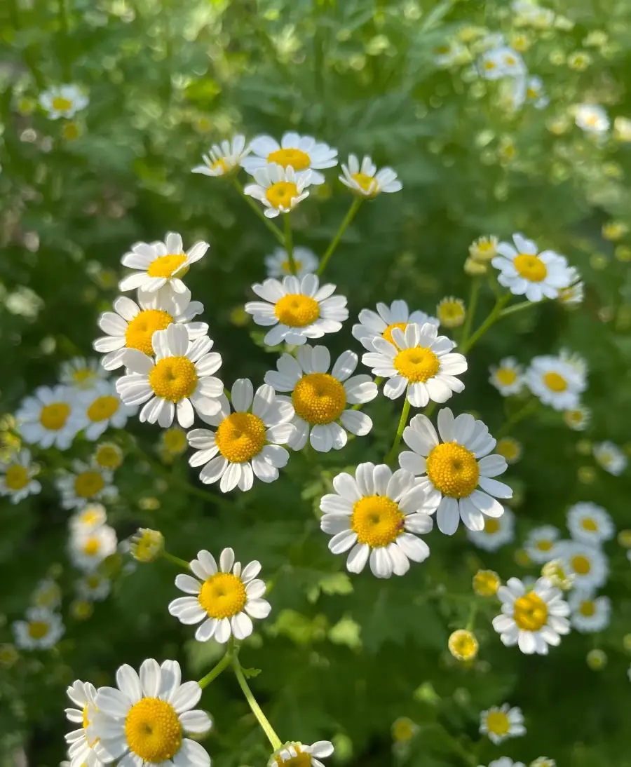 Chamomile Chamomile
