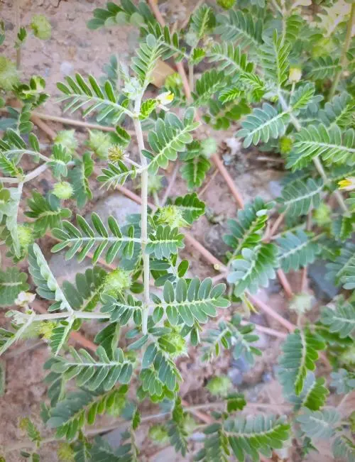 Tribulus Terrestris Tribulus Terrestris