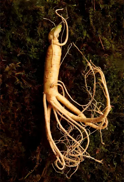 Ginseng