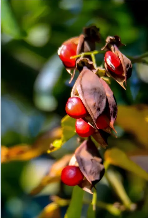 Red Bean Extract Red Bean Extract