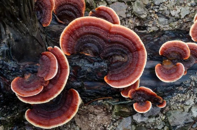 Ganoderma Ganoderma