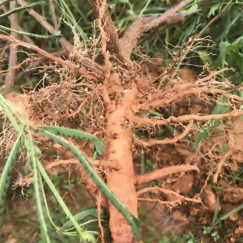 Mimosa Root Bark Mimosa Root Bark