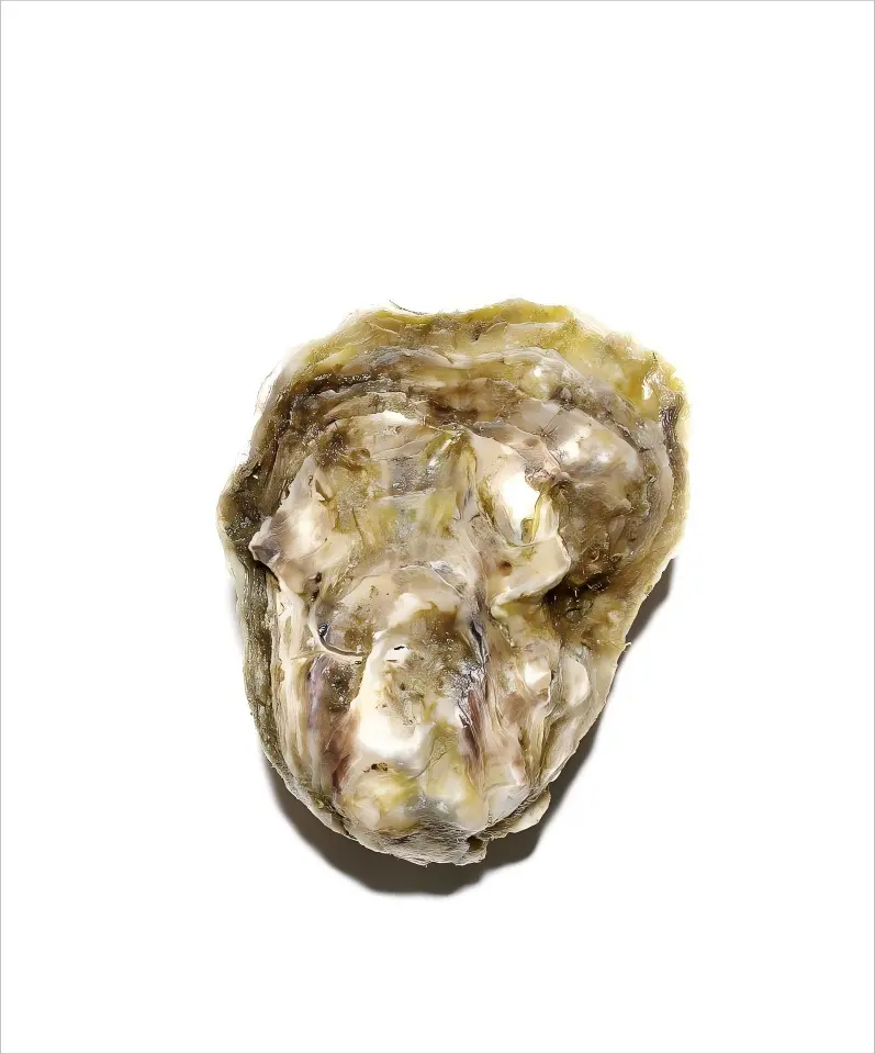 Oyster Shell