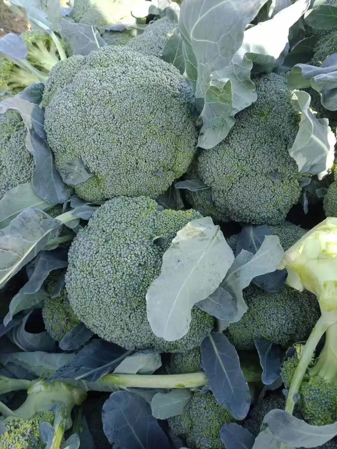 Broccoli Extract Powder Broccoli Extract Powder