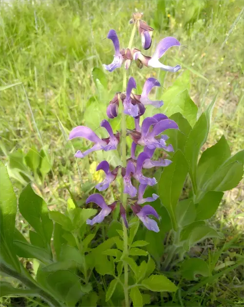 Tanshinone Danshen Tanshinone Danshen