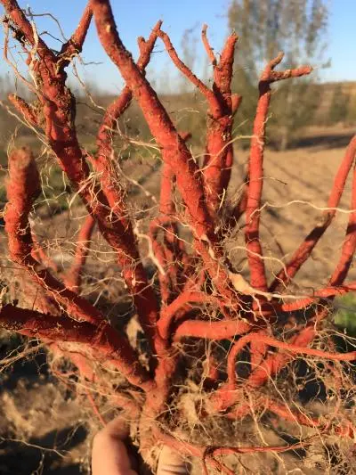 Miltiorrhiza Root Miltiorrhiza Root